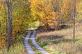 Autumn Lane_28324